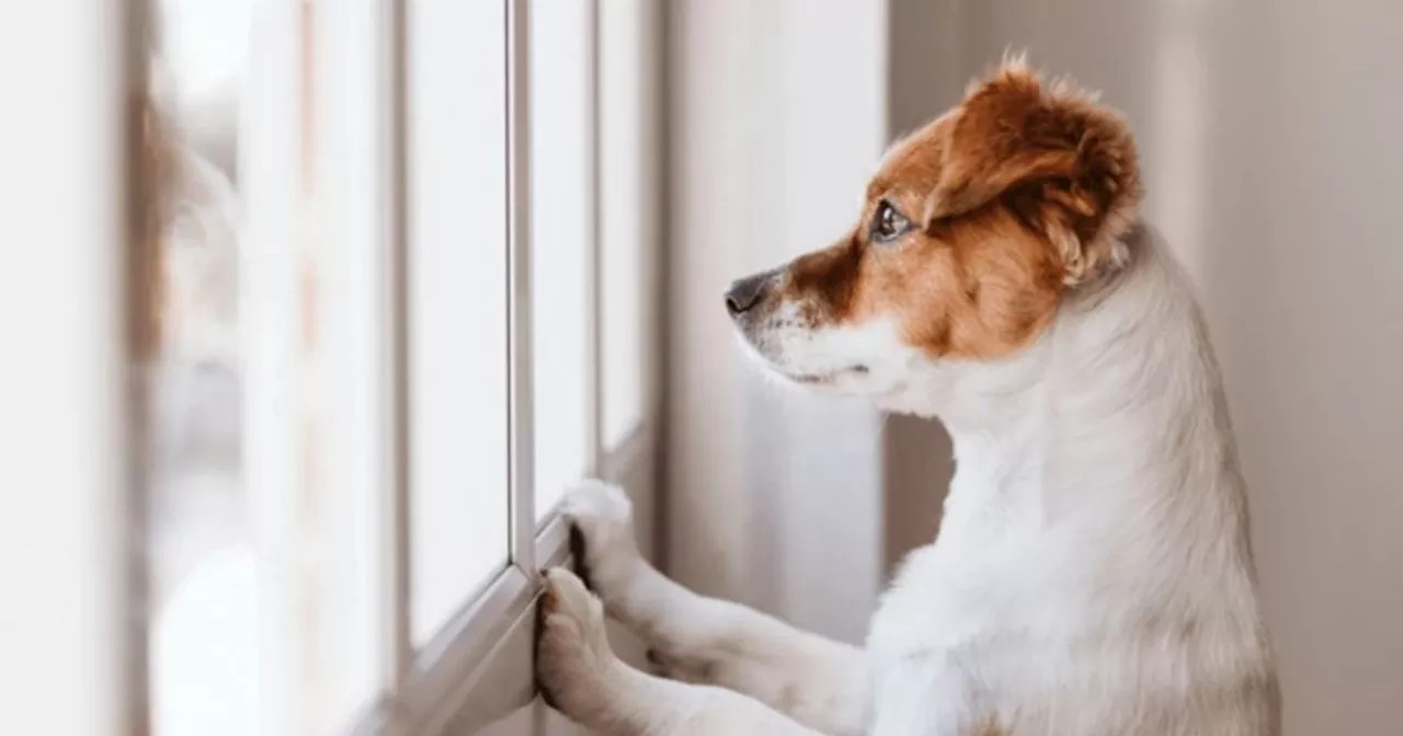 'Great for keeping pups entertained' interactive dog toy is a hit among shoppers