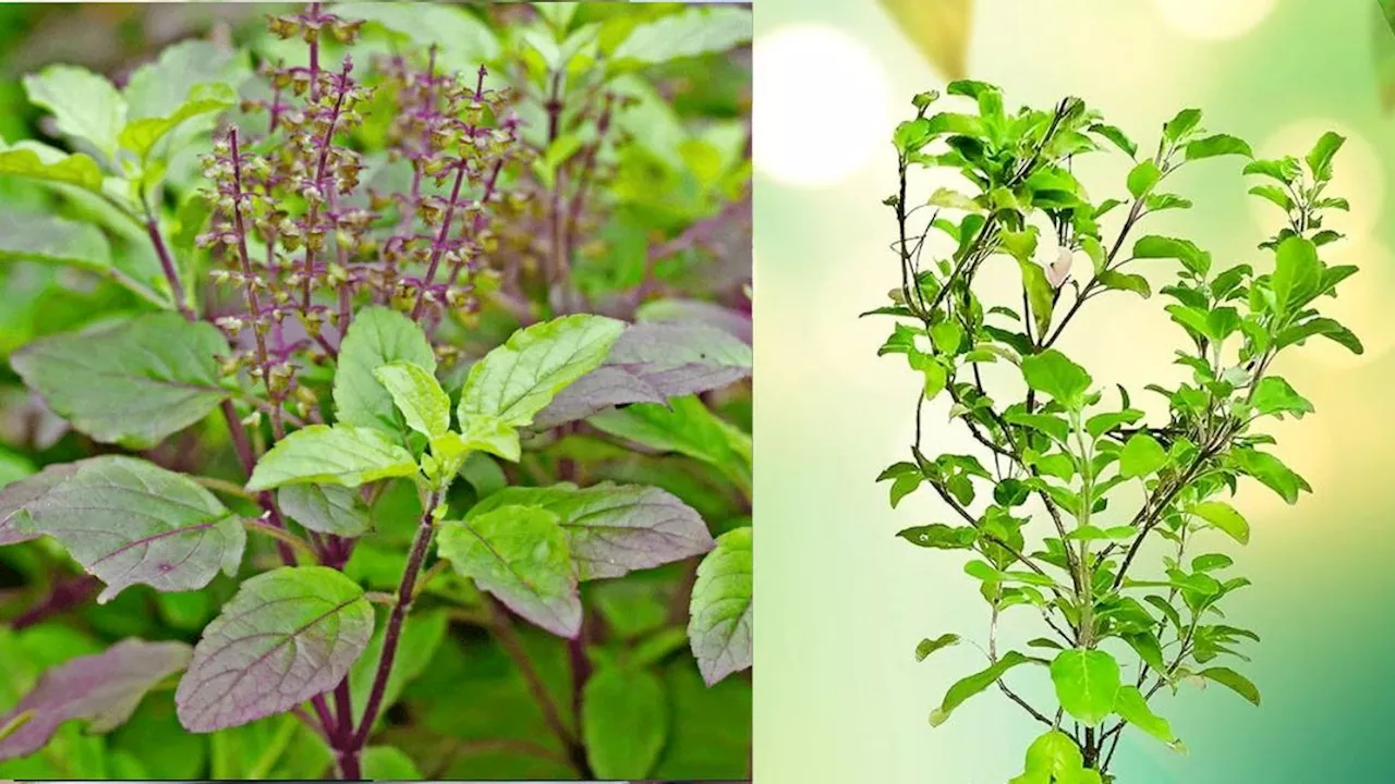 Benefits of Tulsi Leaves: रोजाना सुबह उठकर खाएं ये हरी पत्तियां, सेहत को मिलेंगे अनगिनत फायदे!