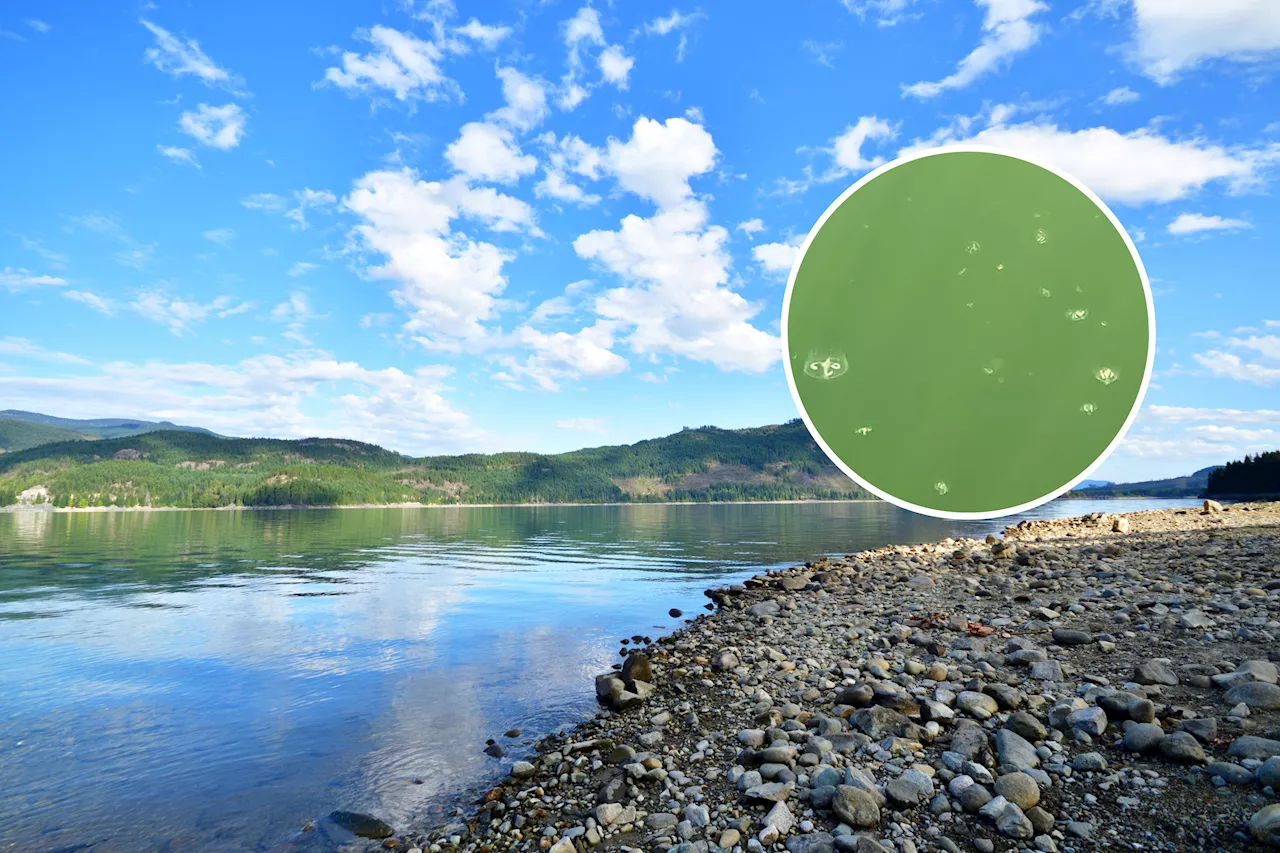 Video Shows Jellyfish Clones Invading North American Lakes in the Thousands