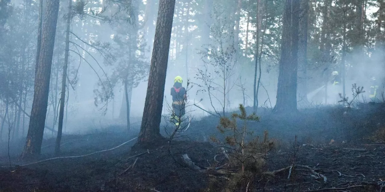 6.000 Quadratmeter-Fl&auml;che betroffen: Waldbrand im Landkreis Schwandorf - Gro&szlig;einsatz f&uuml;r Feuerwehr