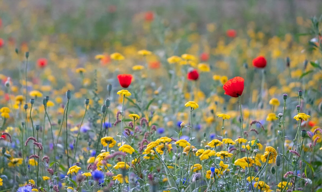 Boutons d'or, liserons, orties… Ce que disent ces plantes de la nature de votre sol de jardin