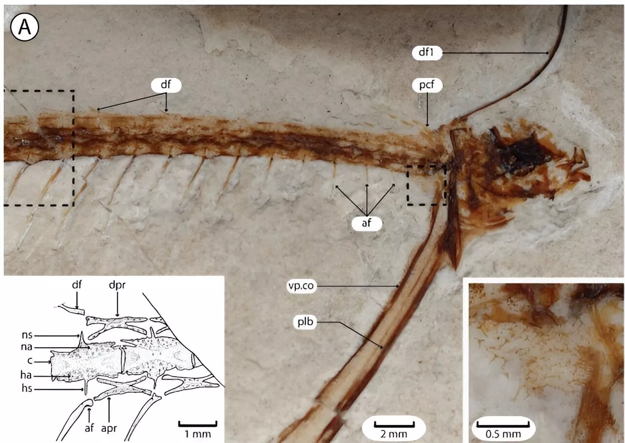 Mysterious 50-million-year-old fish to get a new genus