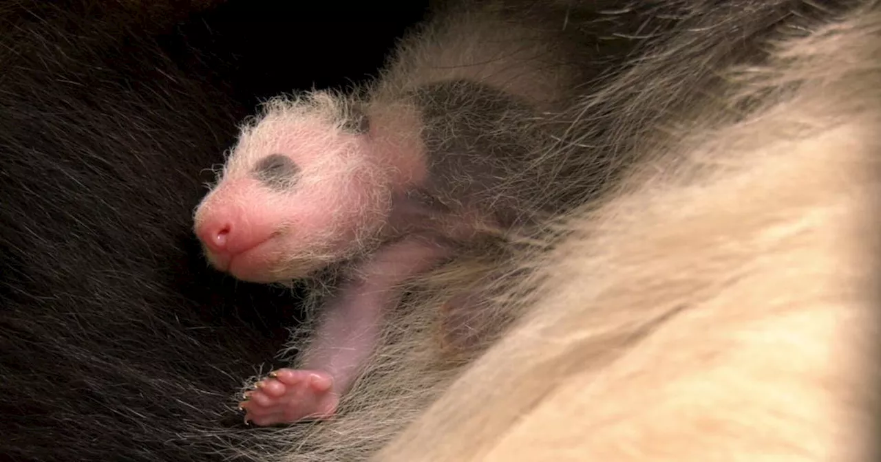 Panda-Zwillingen im Berliner Zoo: So geht es dem Nachwuchs