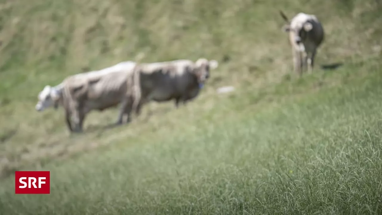 PFAS: Wie kamen die schädlichen Chemikalien in die Böden?