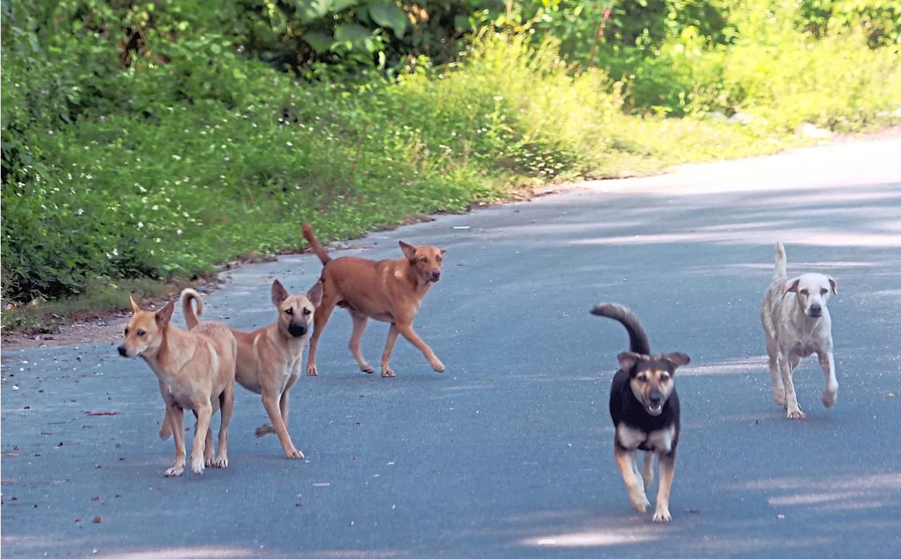 Neutering drive aims for paw-sitive effect on Perak's stray dog issue