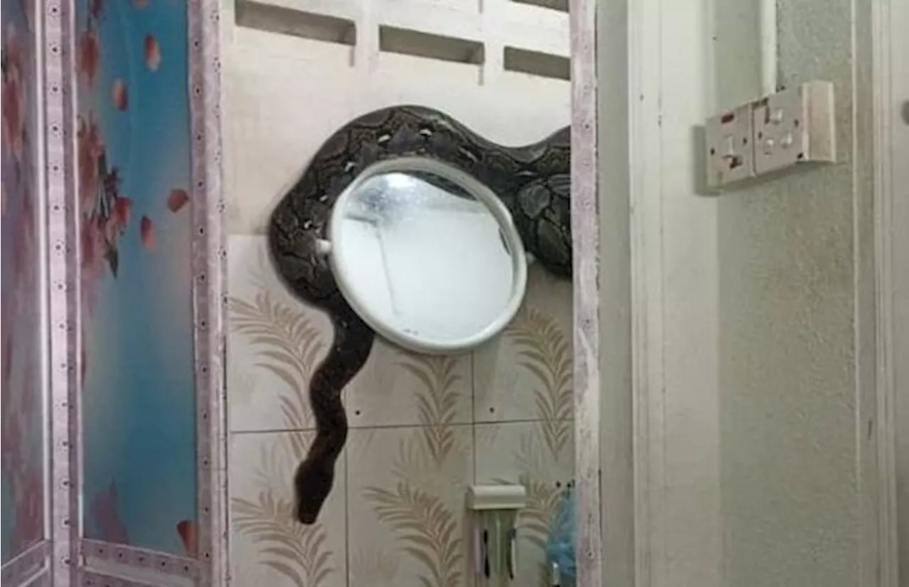 Python falls through ceiling of Kuala Pilah house