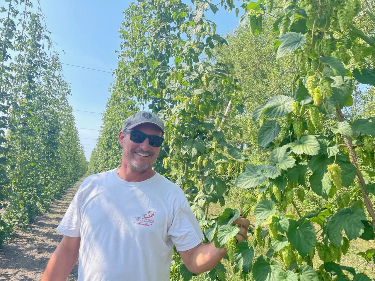 « J’ai vu une opportunité et je me suis lancé », dans les Landes, c’est l’heure de la récolte du houblon