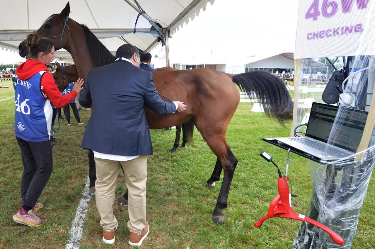 « Les chevaux d’endurance sont des athlètes » : dans les coulisses des championnats du monde, en Dordogne