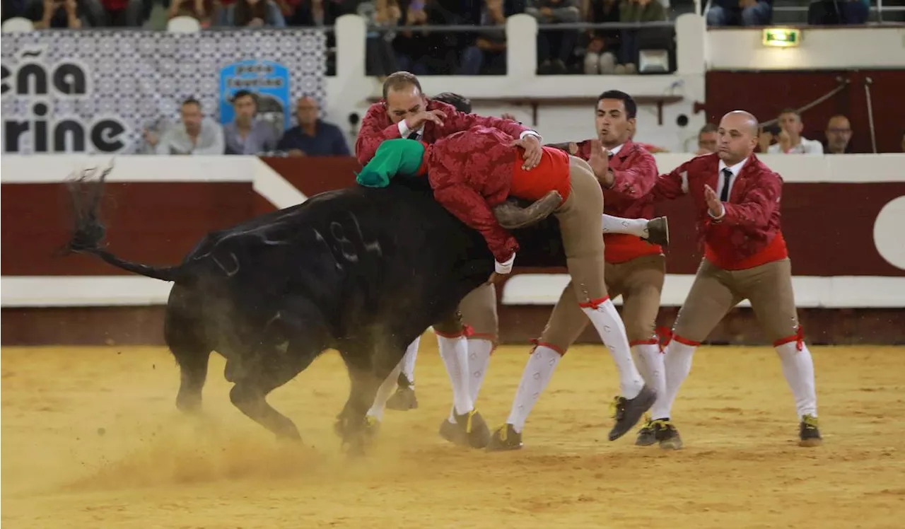 Toros y salsa 2024 à Dax : la tauromachie portugaise à l’honneur d’un spectacle matinal