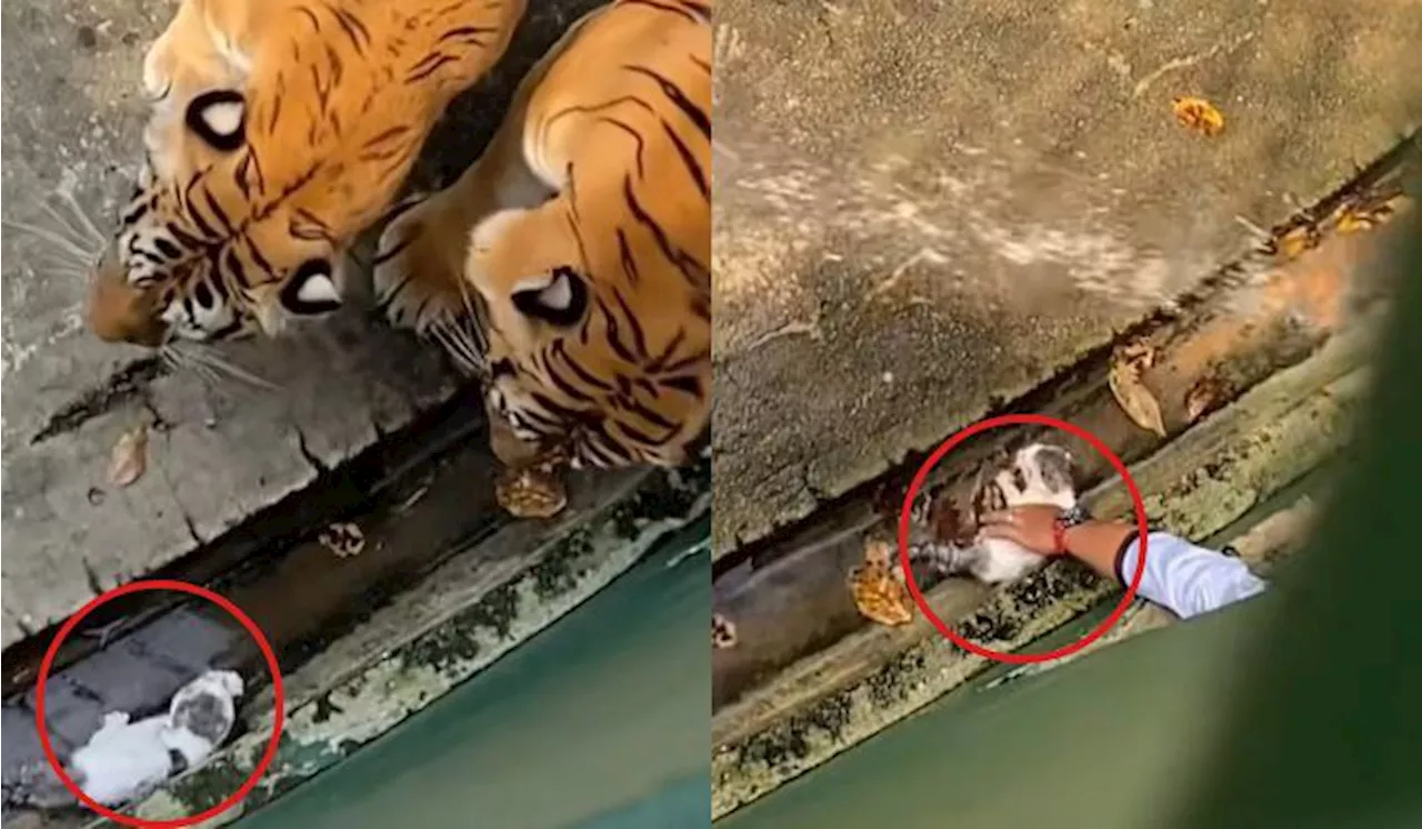 Kitten Sneaks Into Tiger Enclosure At Johor Zoo, Rescued By Quick-Thinking Staff