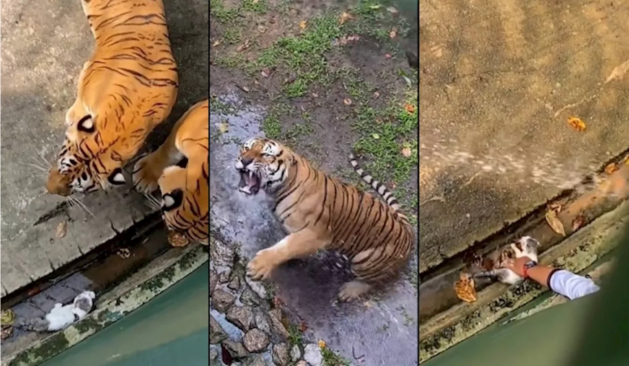 [Video] Tular Pekerja Zoo Selamatkan Anak Kucing Dalam Kadang Harimau Raih Perhatian