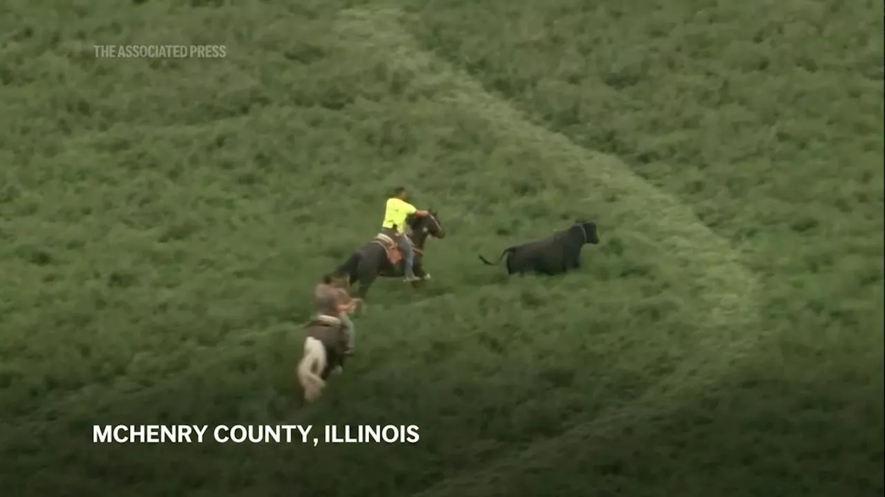 Bull that escaped from Illinois farm lassoed after hours on the run