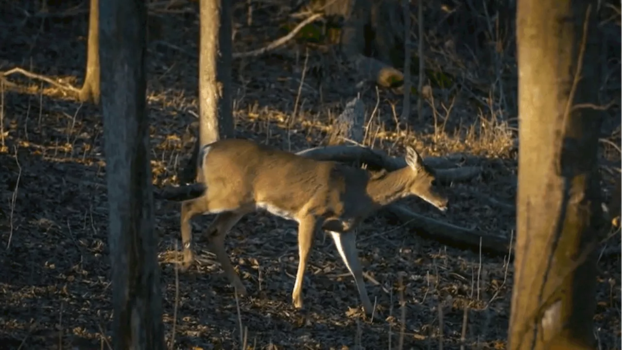 Early hunting seasons for bear, antlerless deer announced