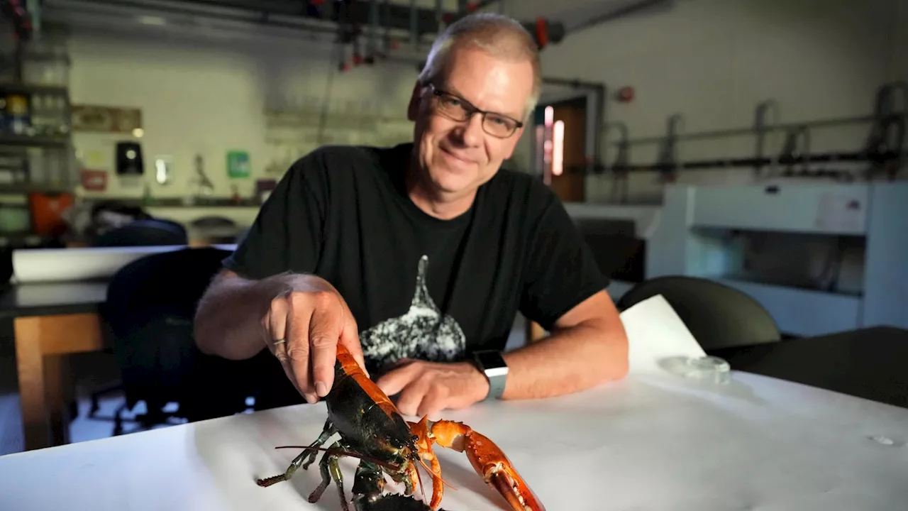 Just how rare is a rare-colored lobster? Scientists say answer could be under the shell