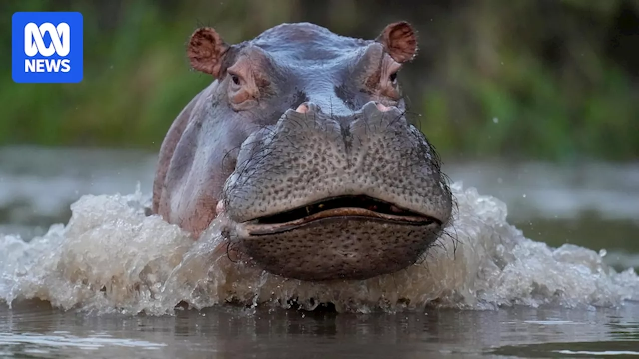 Colombia orders hunting of Pablo Escobar's out-of-hand hippos, after decades of failed eradication efforts