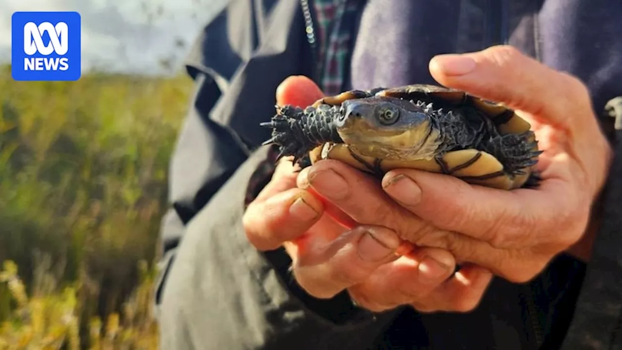 Endangered western swamp tortoise returns home to Northcliffe, sparking hopes for future breeding