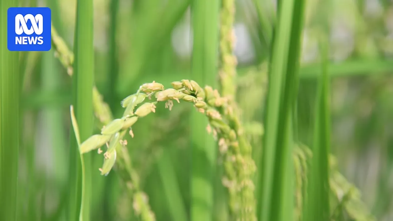 George Hulbert Seed Vault to protect and provide the world's rice seed stock for up to 100 years