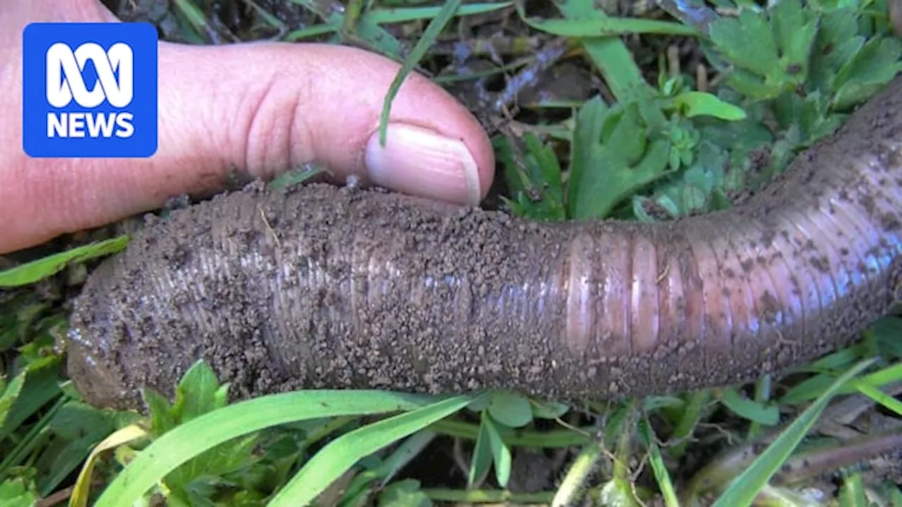 Giant 'gurgling' earthworms living under Gippsland farms the focus of new research