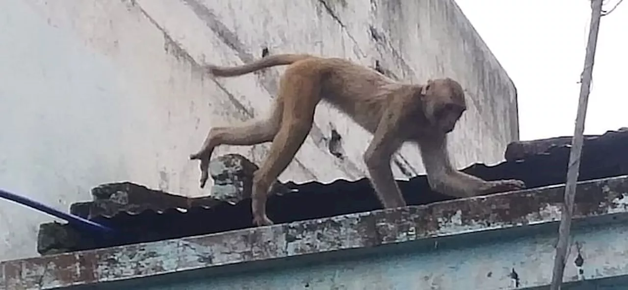 Monkey Attack : बंदरों के हमले तेज, फिरोजाबाद में महिला और छात्र को काटा; आसपास के लोगों ने किसी तरह बचाया