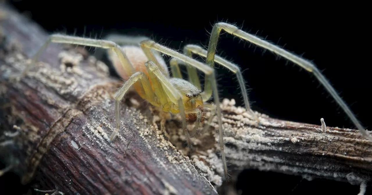 Spider species responsible for most Ontario bites is most active this time of year