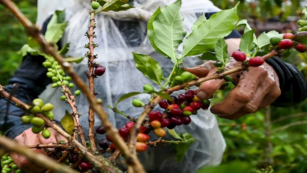 Alerta en el Suroeste de Antioquia por escasez de fertilizantes en plena cosecha cafetera