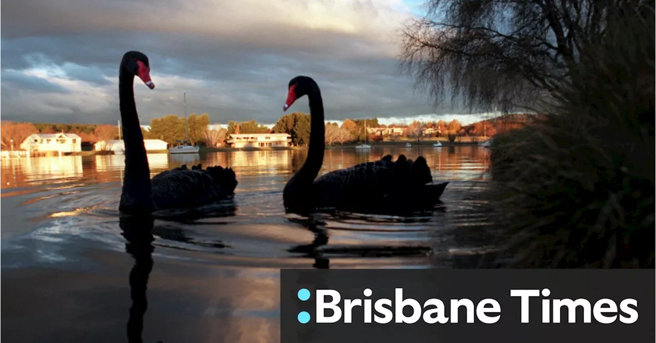 ‘It’s just a matter of when’: Australia war-gaming deadly bird flu outbreak