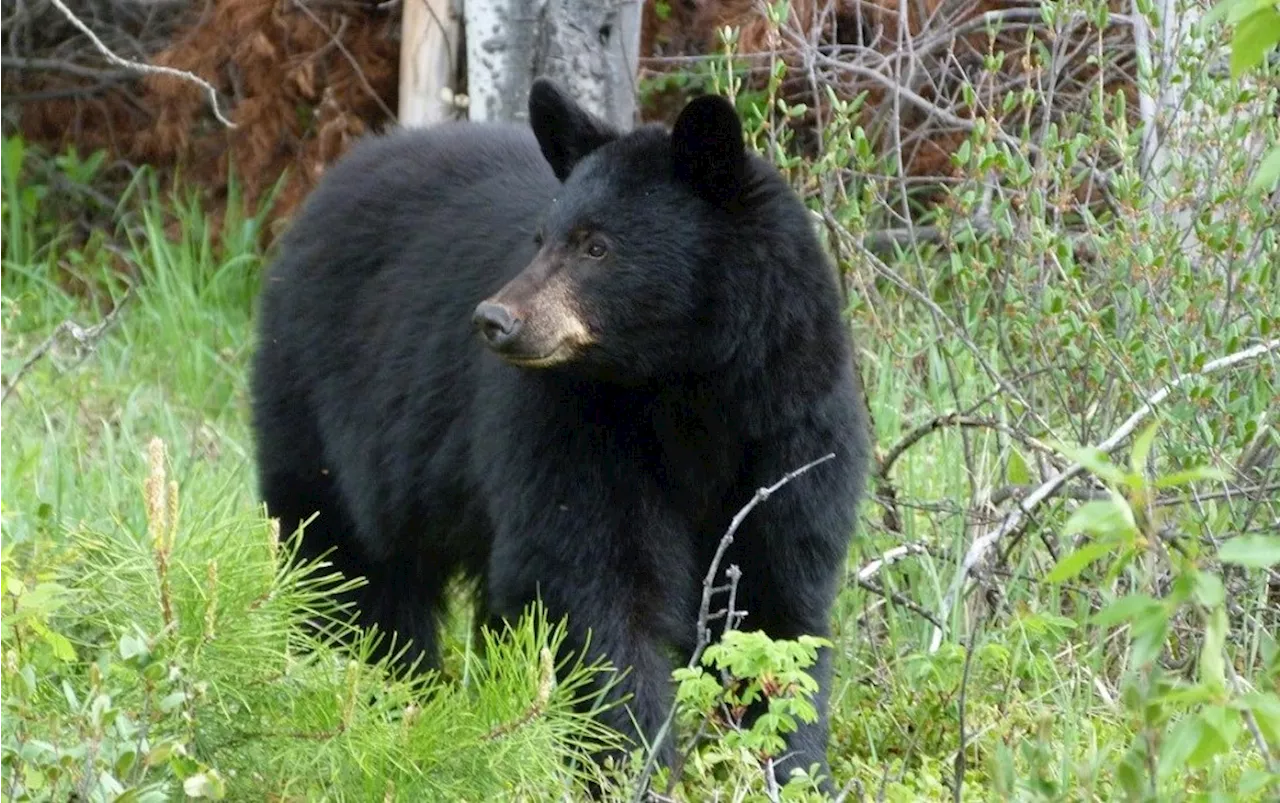 SFU issues safety reminders after 'increase' in bear sightings at Burnaby campus