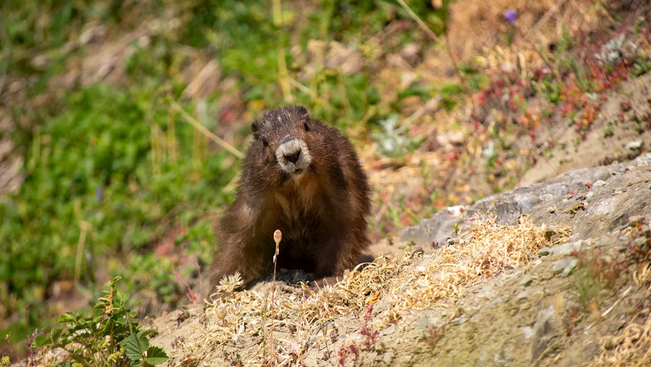 ‘Good sign’: Vancouver Island marmots see record-breaking baby boom