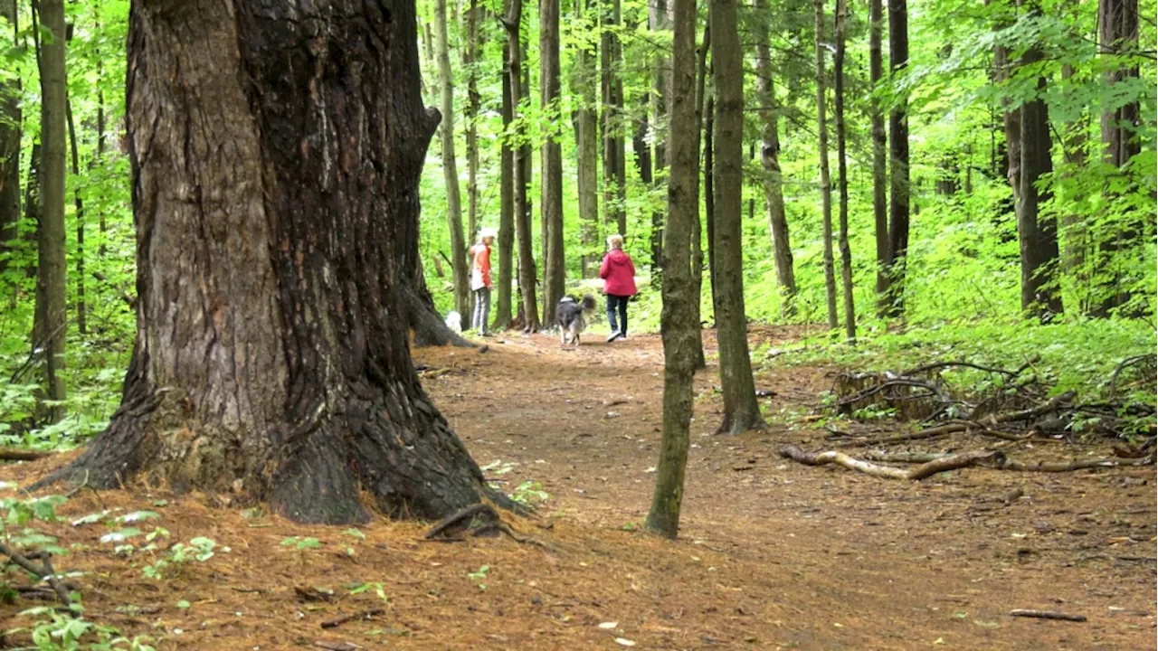 Arnprior residents rallying to save local old growth forest