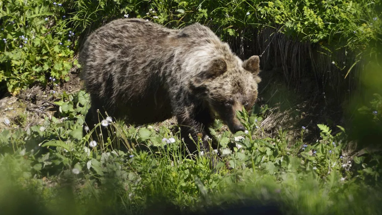 Nationalpark Plitvicer Seen: Braunbär beißt Spaziergänger in den Arm