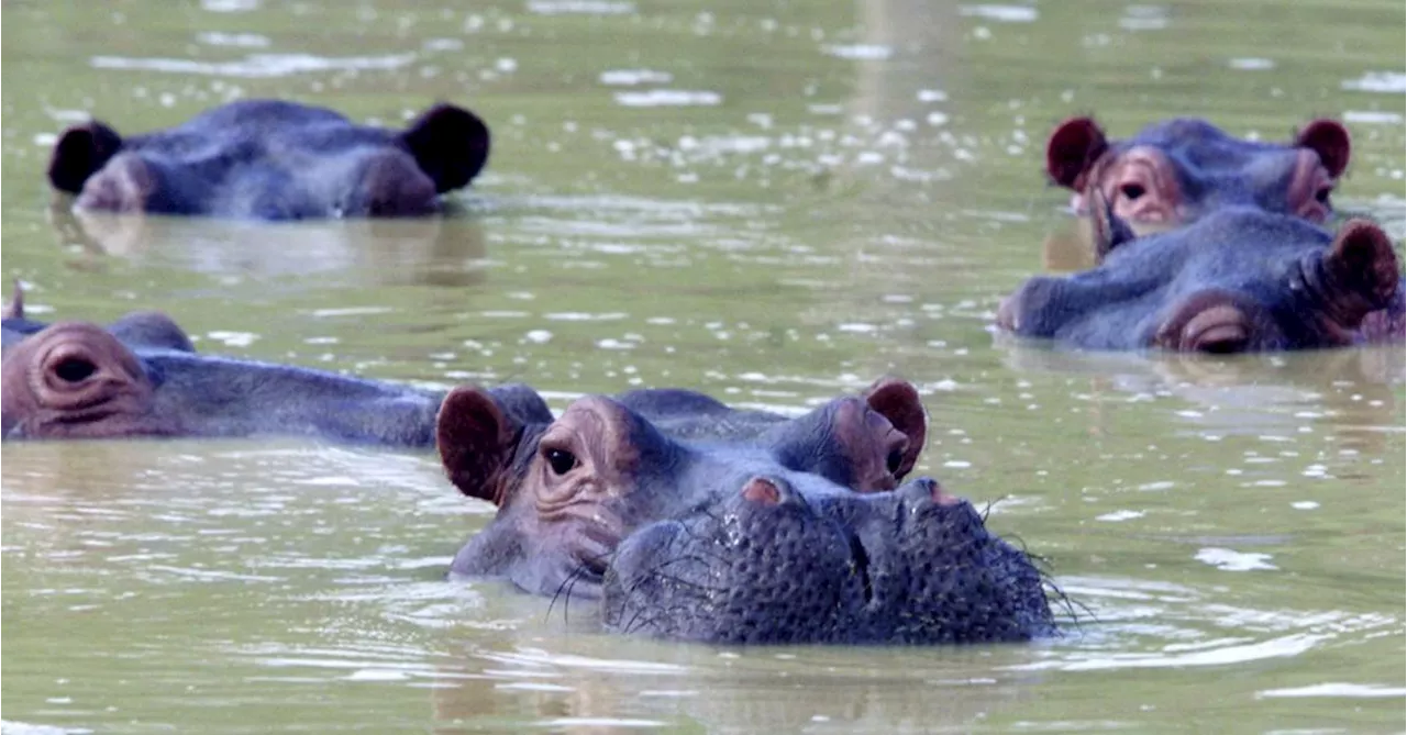 Flusspferde von Pablo Escobar in Kolumbien zur Jagd freigegeben