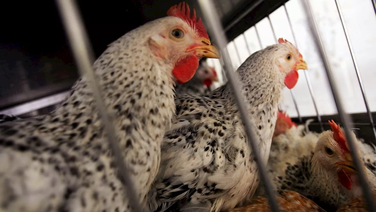 Bird Flu (H5N1) Explained: CDC Reports First Case With No Known Animal Exposure