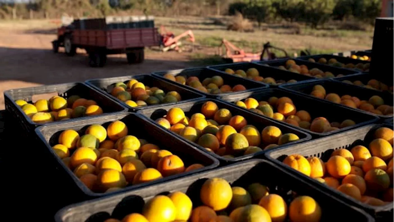 Orange juice squeezed by Brazilian drought