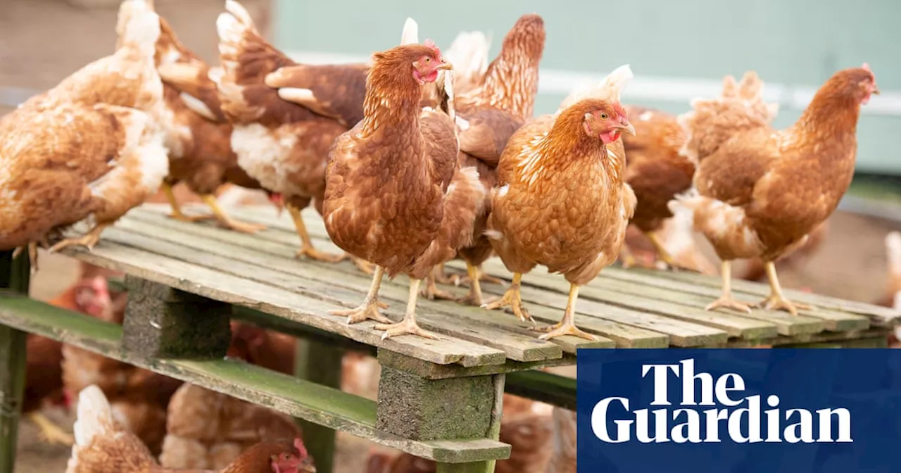 Missouri sees first positive bird flu case without known animal contact