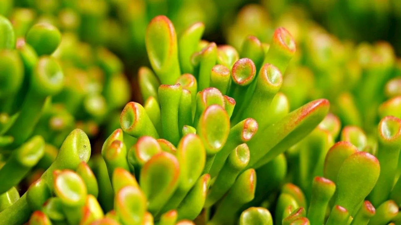 Árbol de jade tricolor; aprende a crear la mejor planta para atraer la fortuna a tu casa