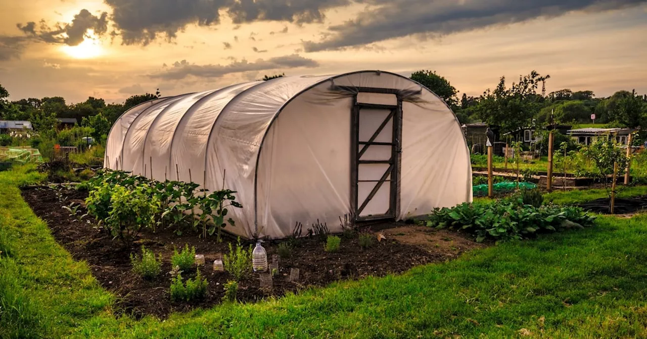 How do I get rid of ant nests in my polytunnel?