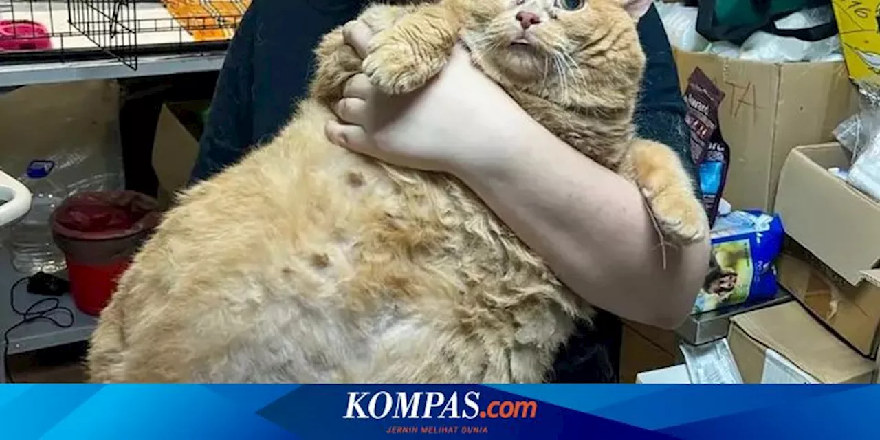 Beratnya 17 Kg, Kucing Gemuk di Rusia Ini Tak Bisa Berjalan