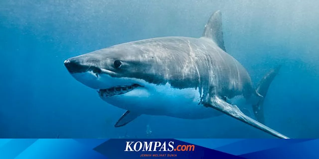 Ilmuwan Pecahkan Misteri 'White Shark Cafe', Tempat Berkumpulnya Hiu di Samudra Pasifik