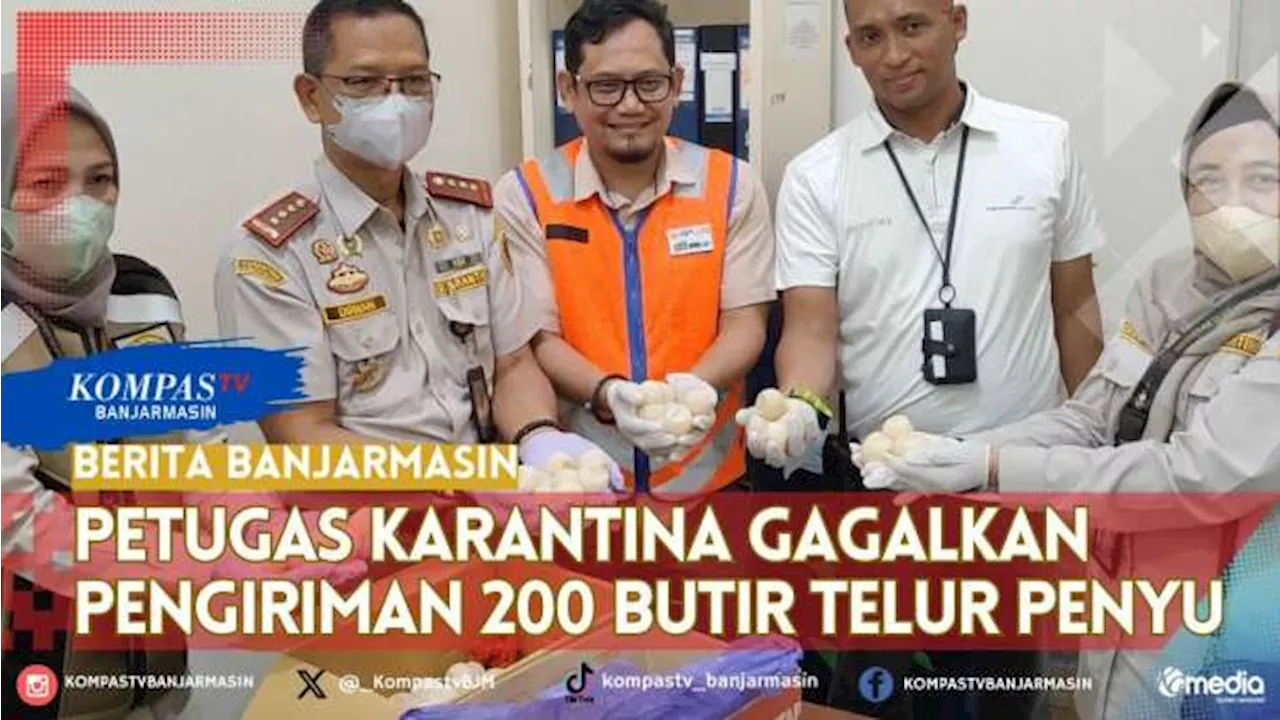 Petugas Karantina Kalsel Gagalkan Pengiriman Ilegal 200 Butir Telur Penyu