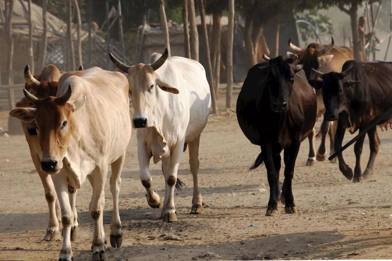 Inde : les « justiciers des vaches » continuent de tuer