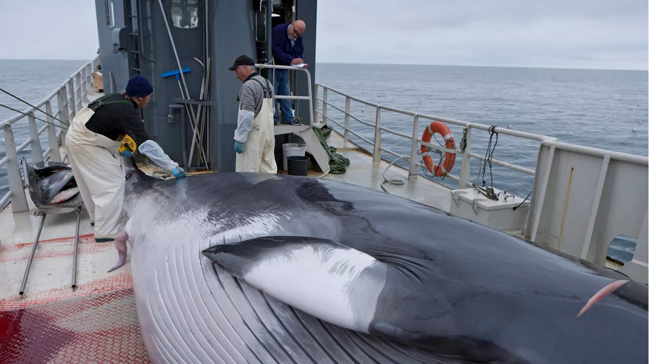 Détention de Paul Watson : le Japon veut manger toujours plus de baleines