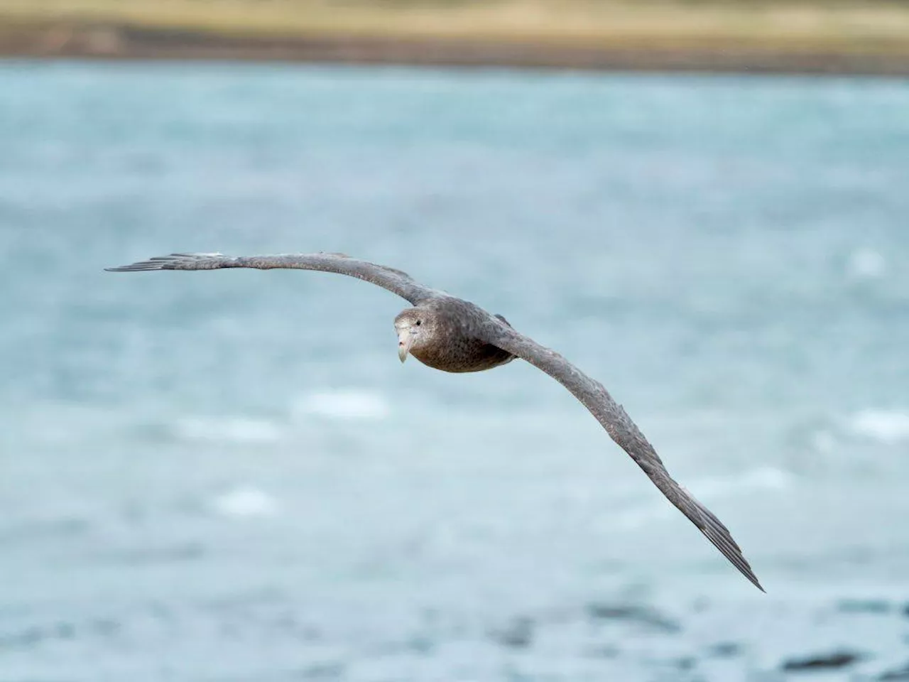 Environmental efforts pay off: study shows plastic loads in petrels remain stable over decades