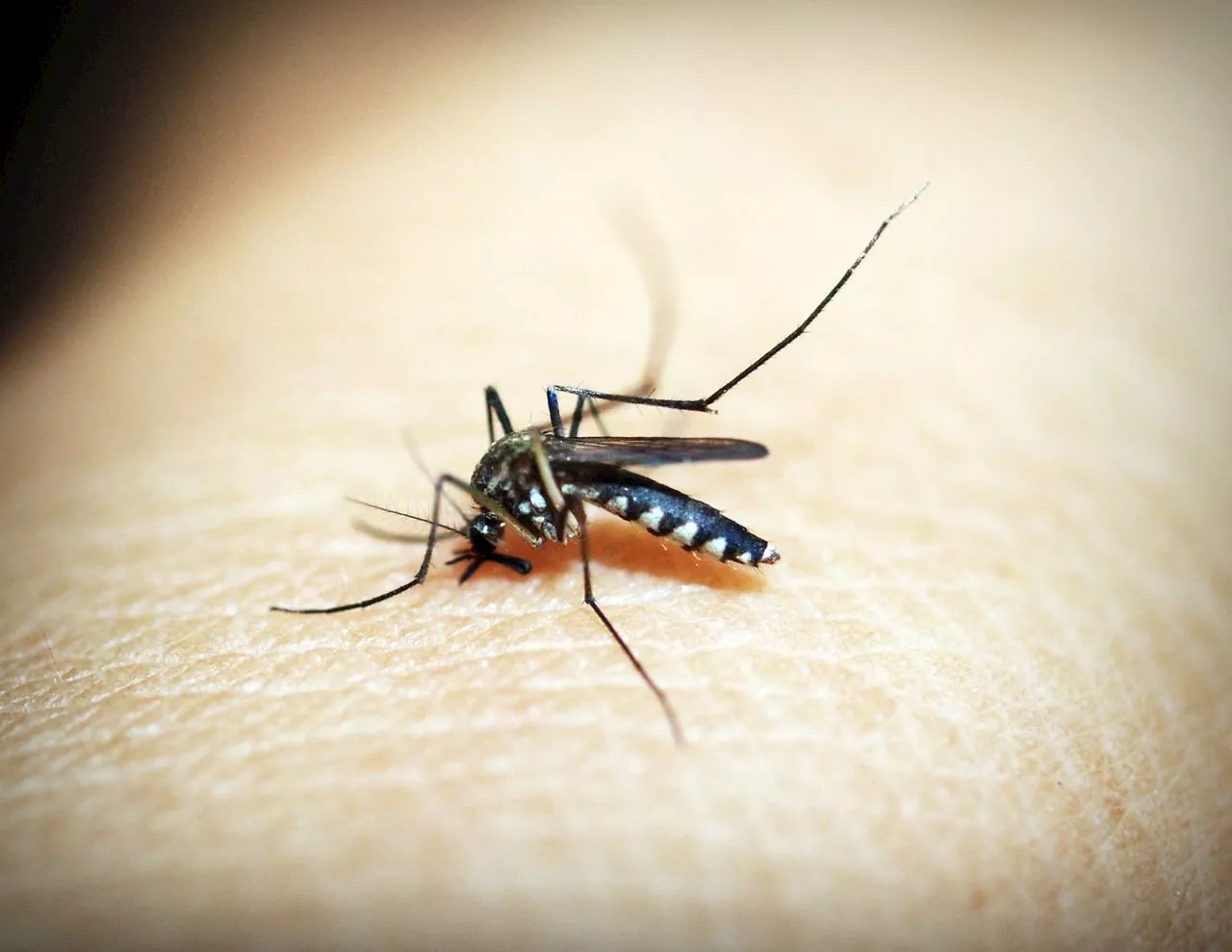 Cebu City Health Dep’t propose state of public health emergency due to dengue