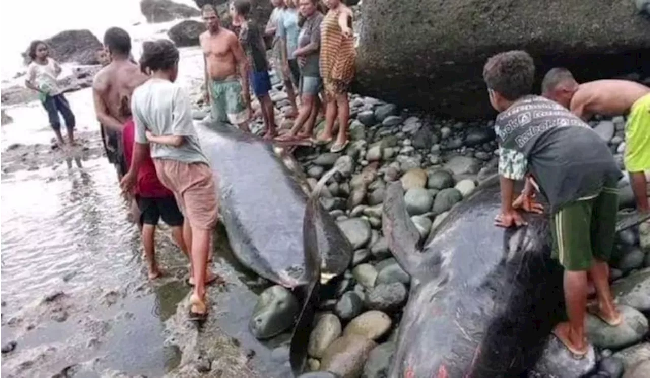 Viral, Puluhan Ekor Paus Mati Terdampar di Pantai Alor