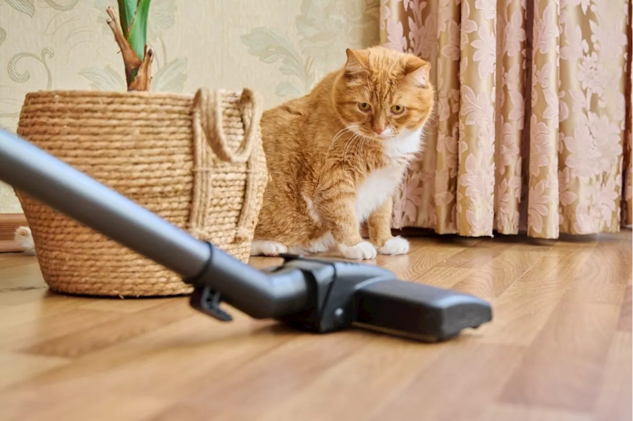 Tech review: Three vacuums to keep your floors clean