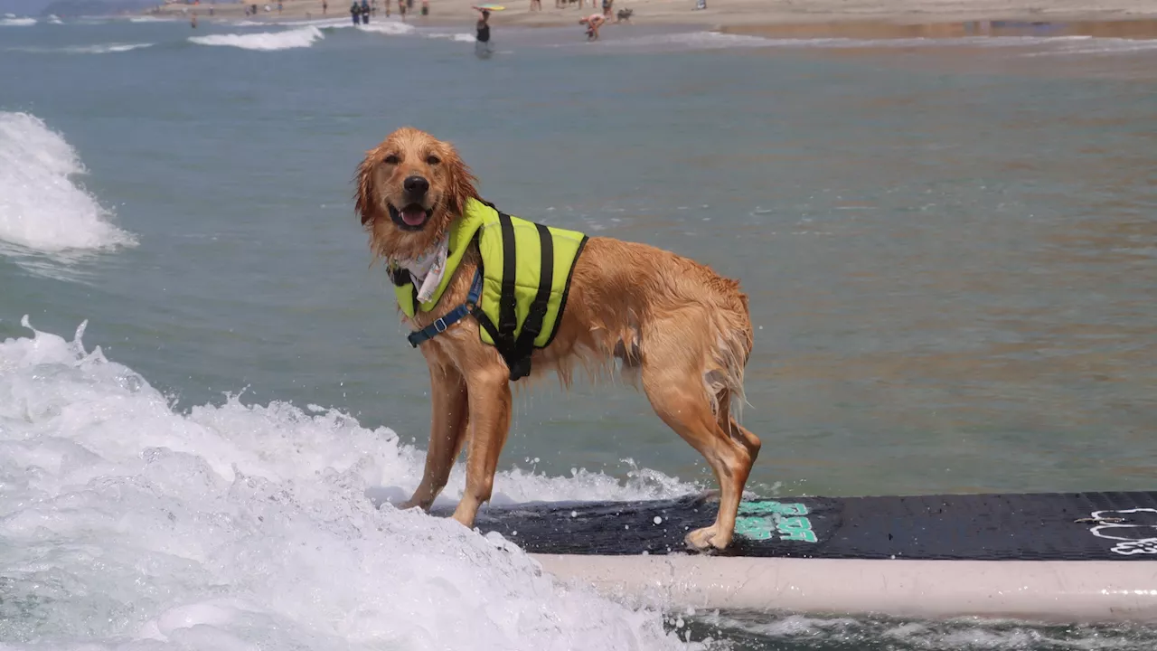 Plucky pups will surf to help ‘orphan pets' and critters in need