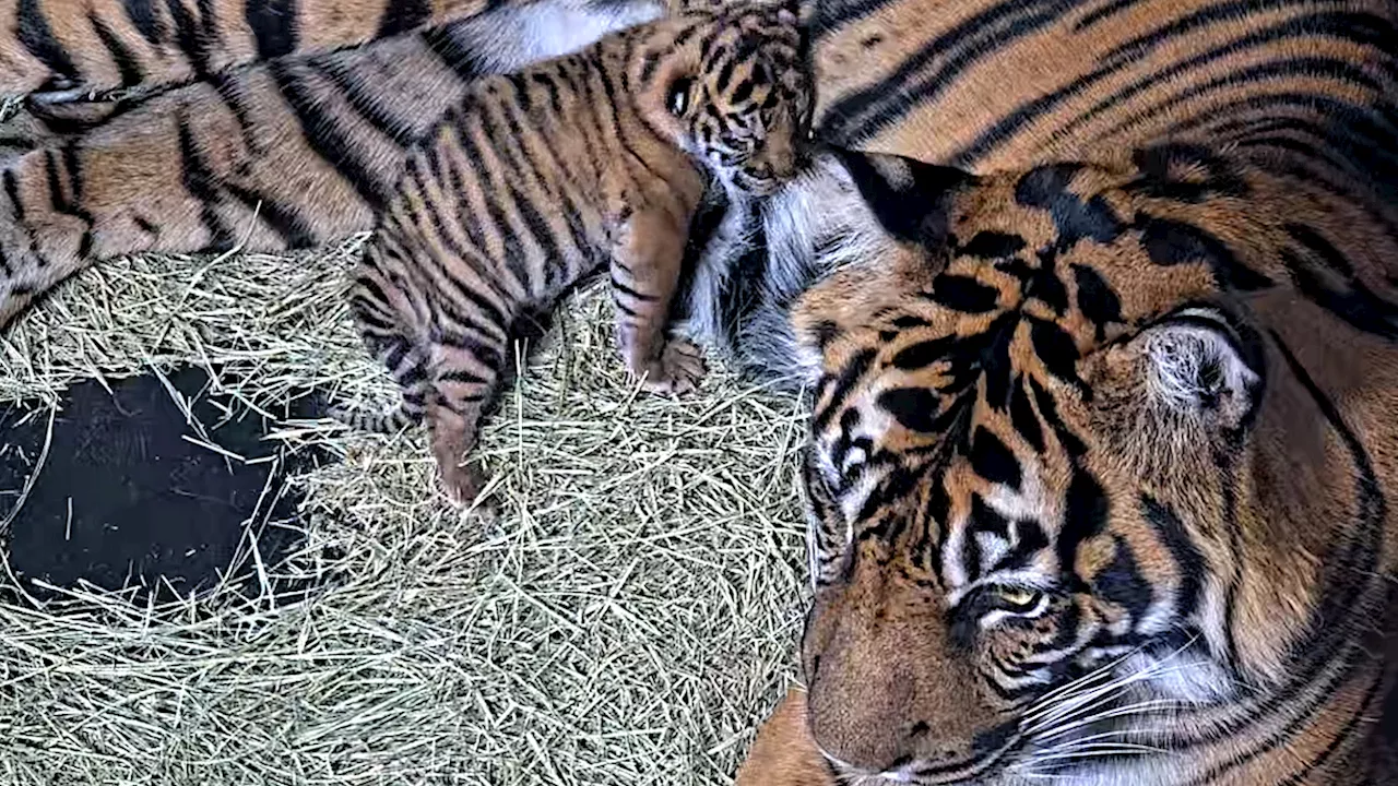 Good luck finding anything cuter today than the San Diego zoo's new tiger cub