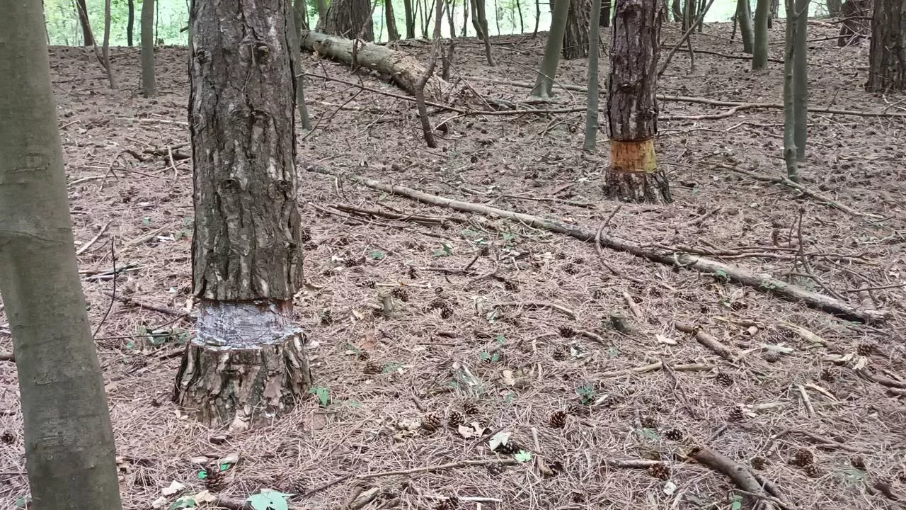 Met deze truc blijven dode bomen rechtop staan, Frans vertelt je meer