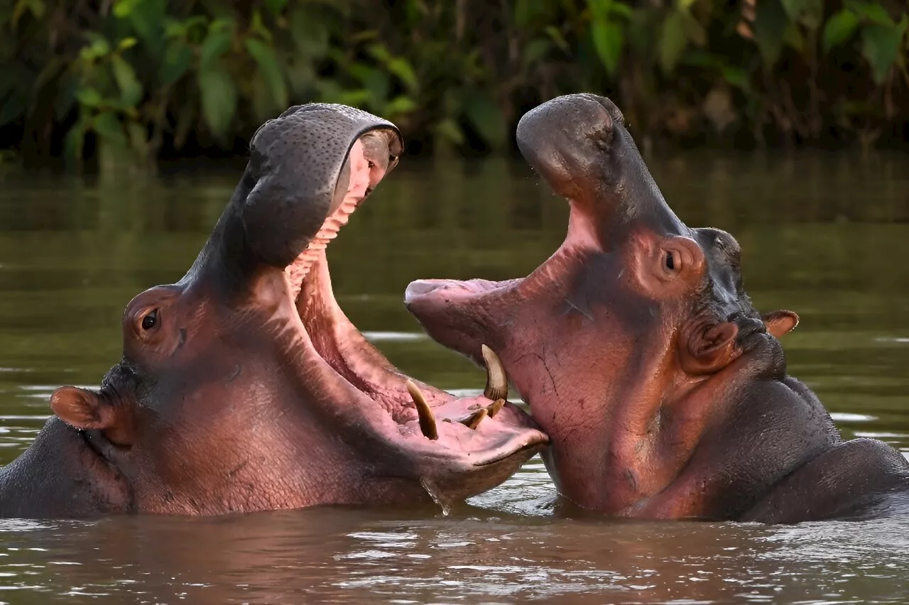 Colombian court orders Escobar's hippos to be hunted