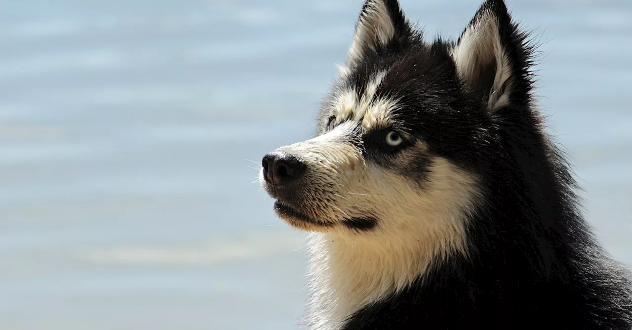 Dog guardians do well to ensure their dog has many positive experiences.